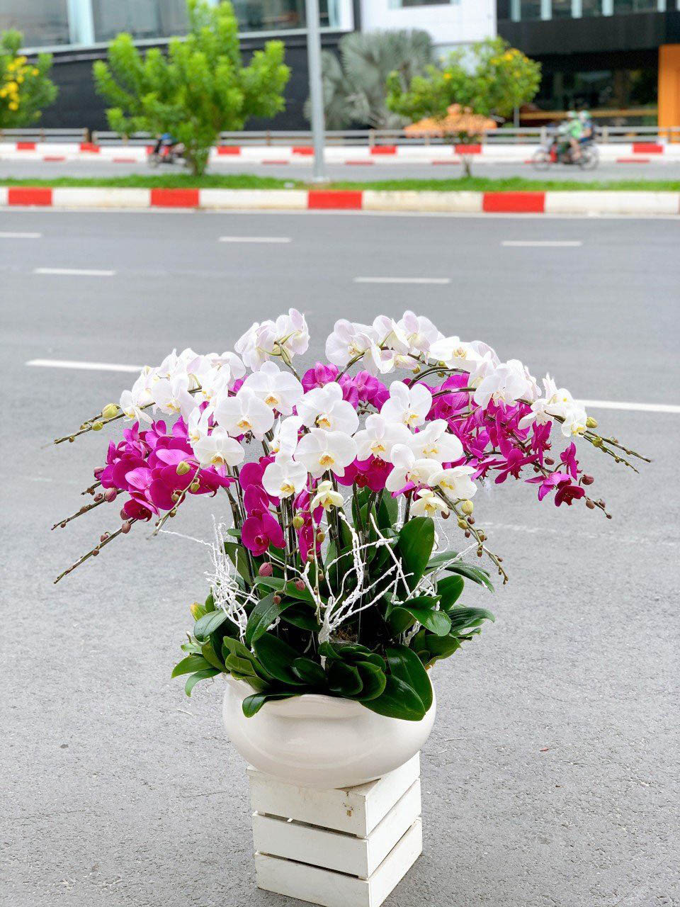 LAN HỒ ĐIỆP 2